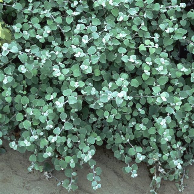 Mediterranean Bedding