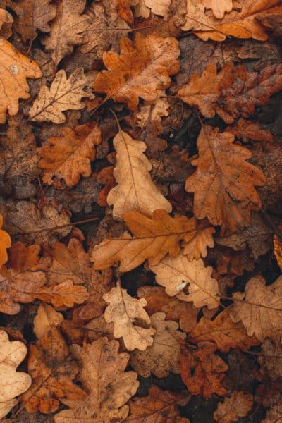 Fallen dry oak leaves on the ground