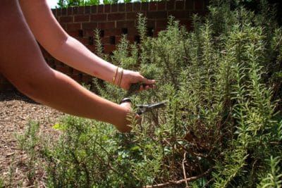 Person trimming rosemary bush