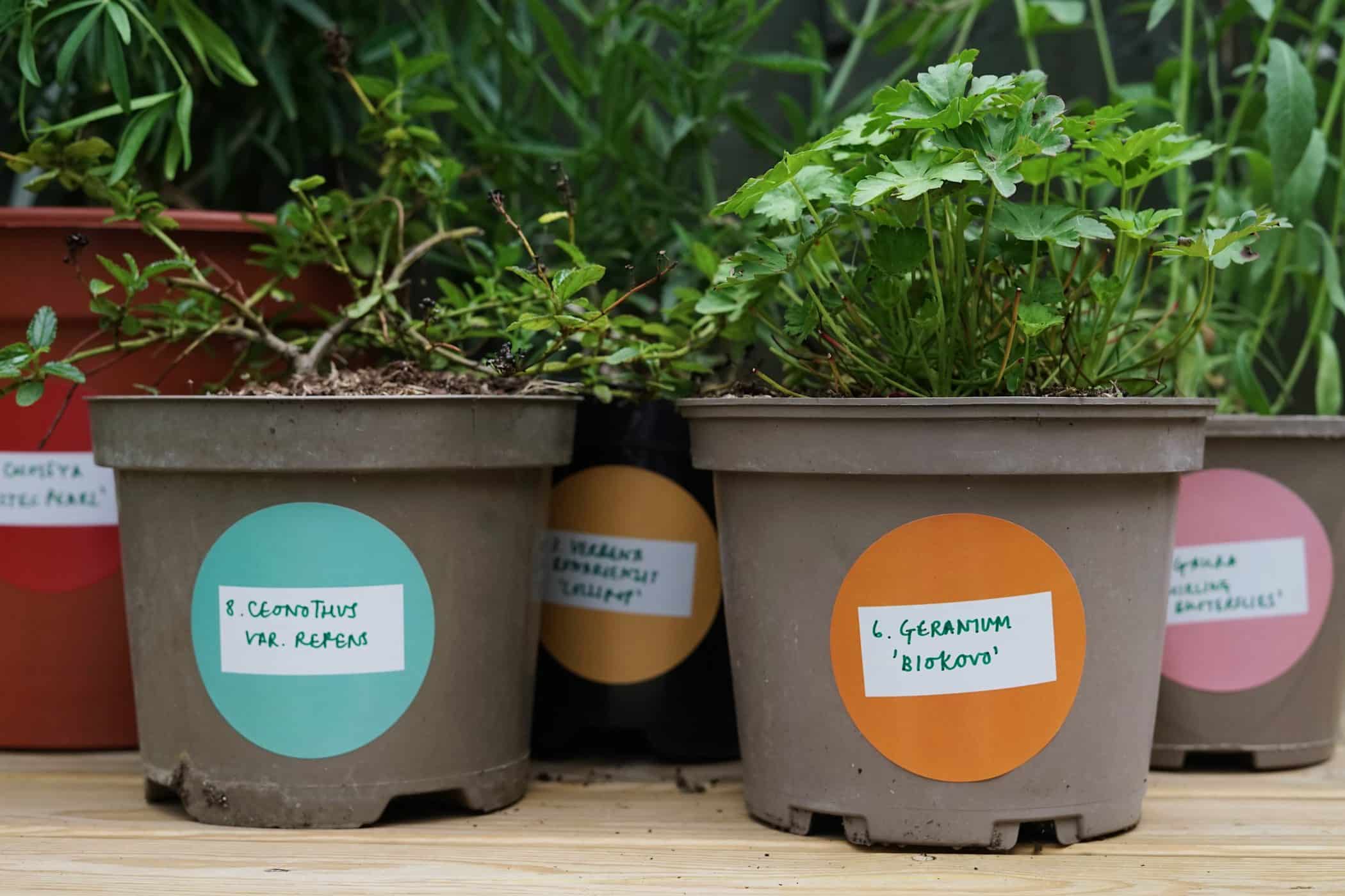 Plant pots with colour coded, numbered labels to help you plant