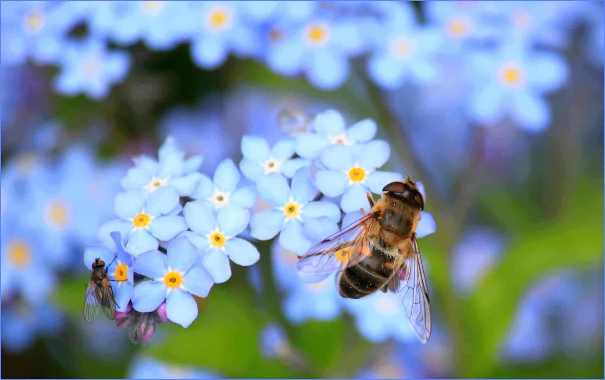 Forget me not flower with a bee