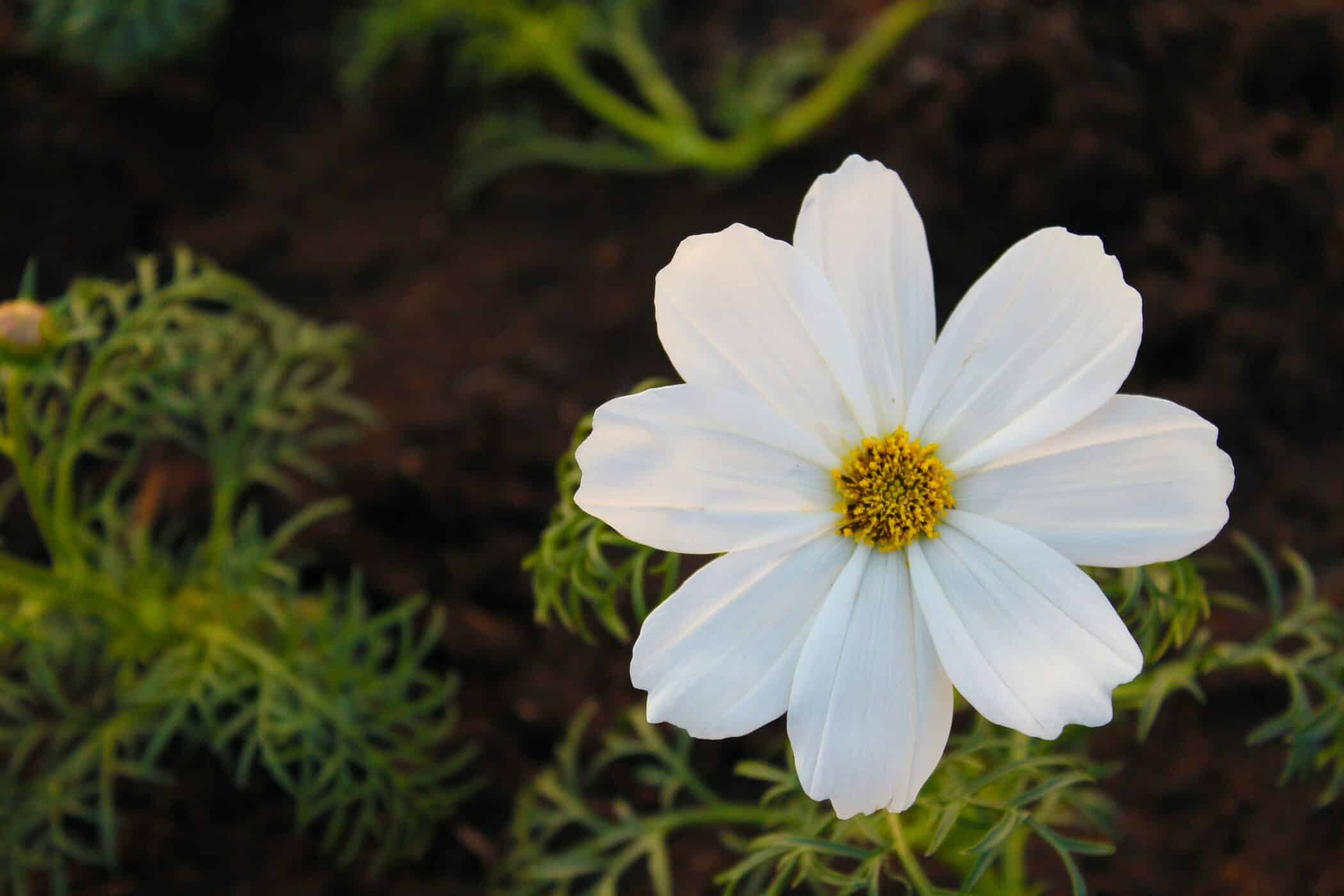A white cosmos flower