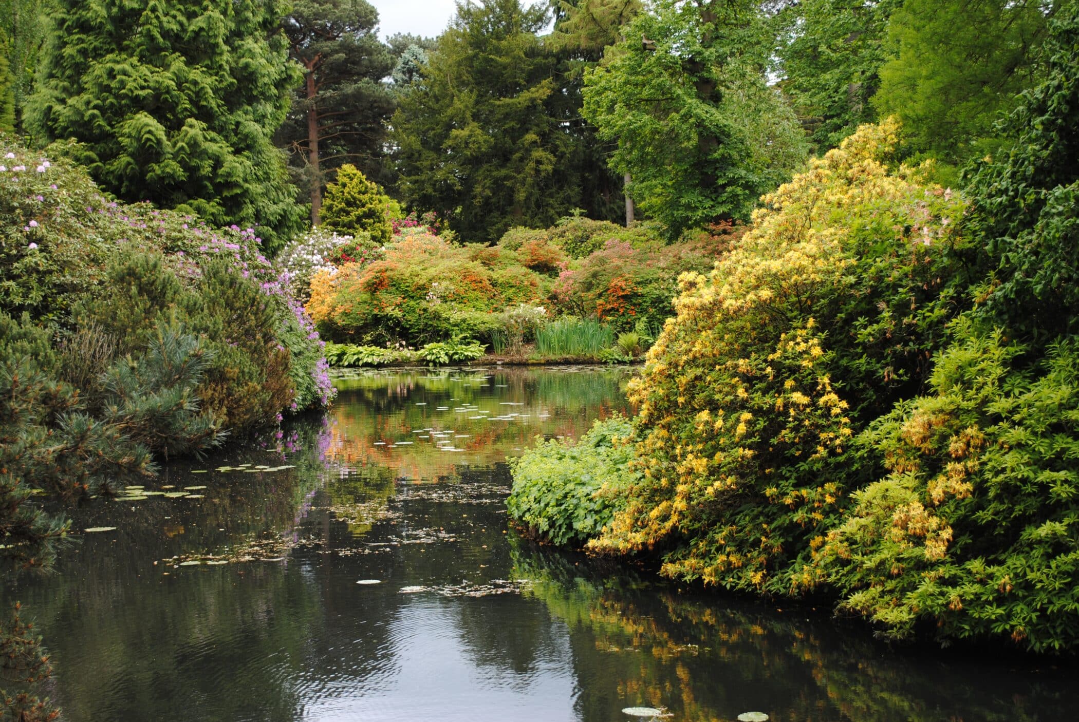 Autumnal trees by a lake at Tatton Park