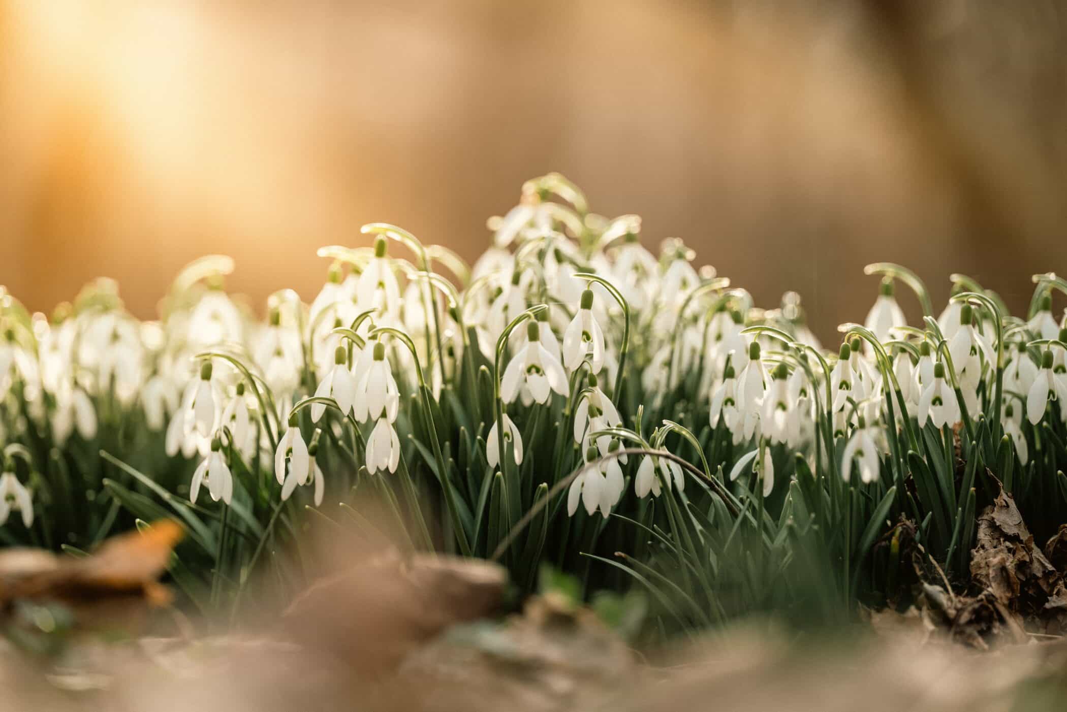 Snowdrops in the morning sunlight