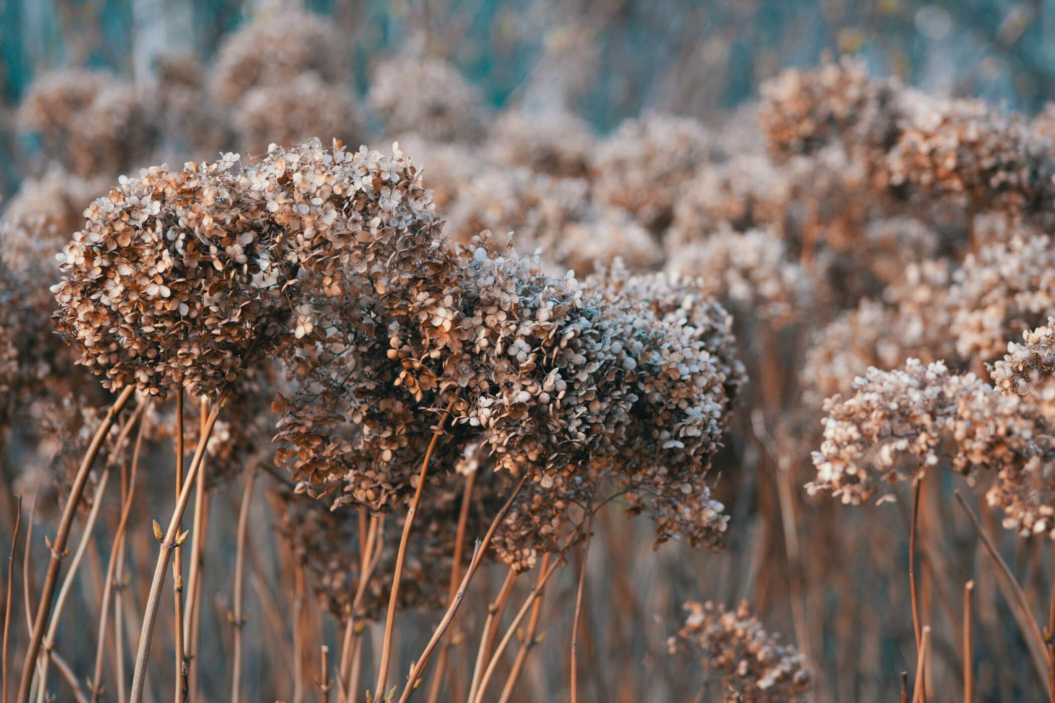 Dry hydrangeas covered in light frost