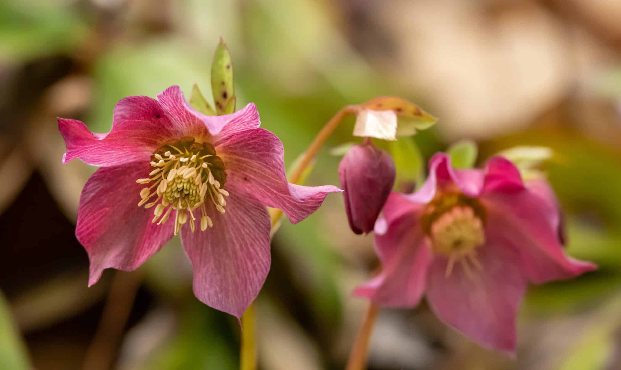 A dusty pink Hellebore flower