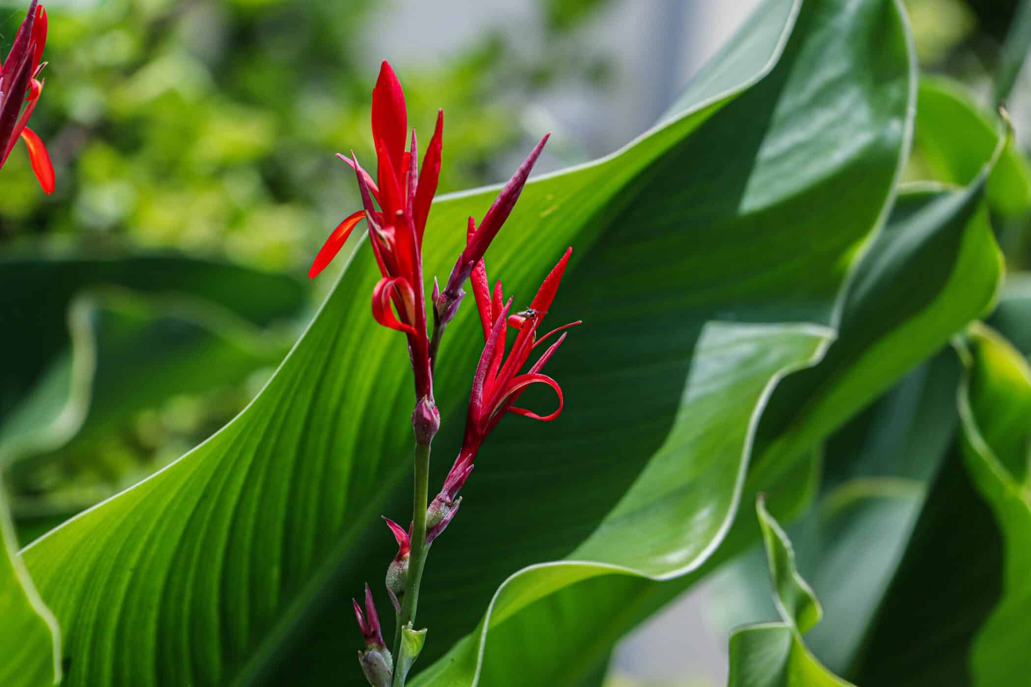 A Canna pictured in a tropical environment