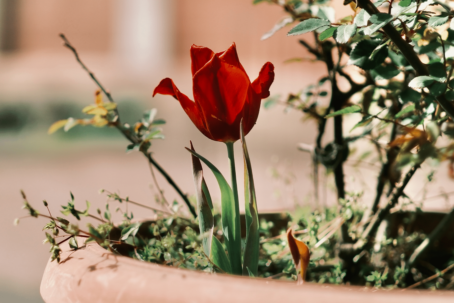 A tulip planted next to another plant in a pot - emerging in spring