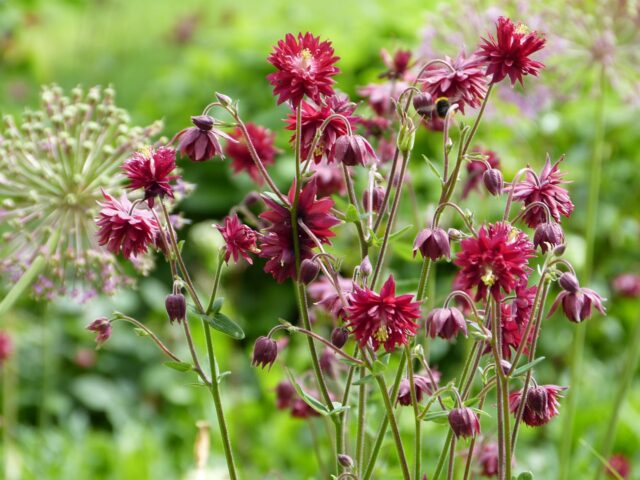 Nordic Shady Showstopper