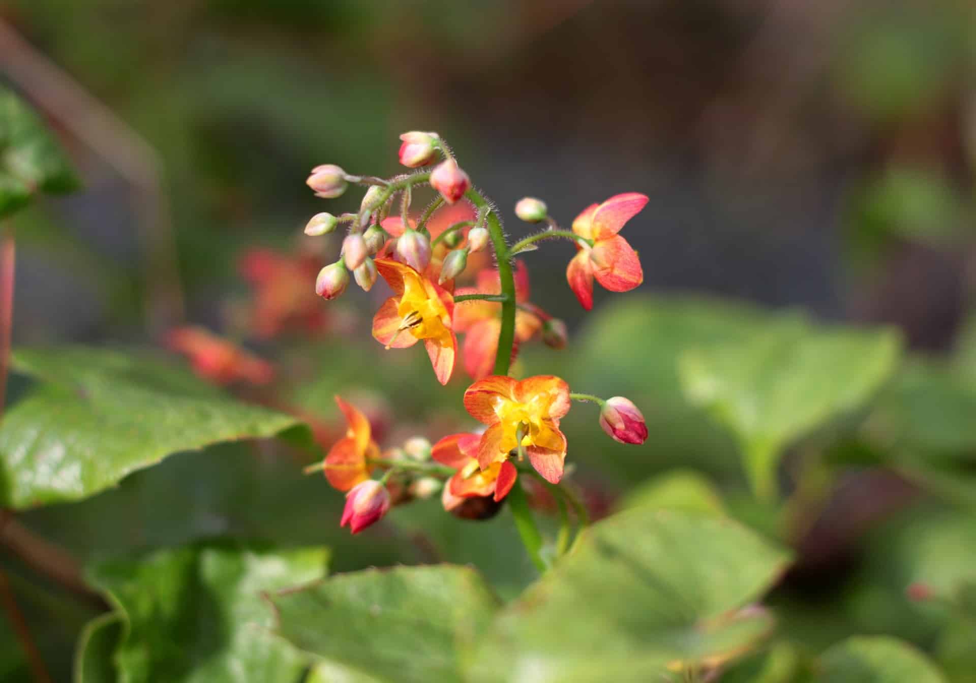 Epimedium 'Warleyense' - Dig