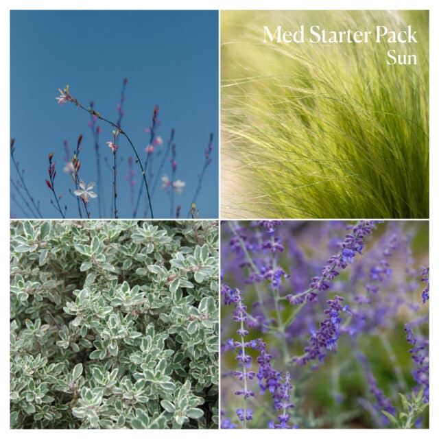 Mediterranean Starter Pack