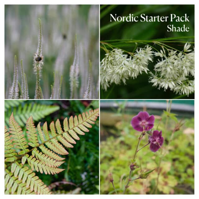 Nordic Starter Pack