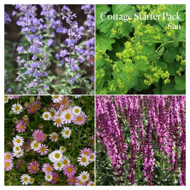 Cottage Starter Pack