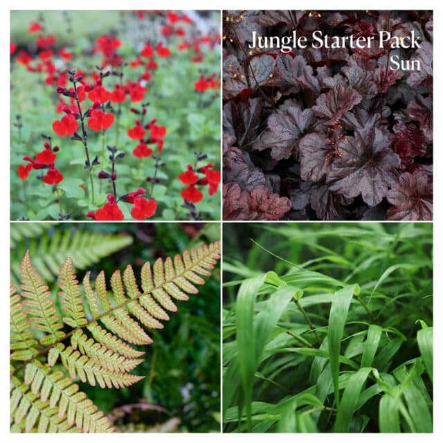 Jungle Starter Pack