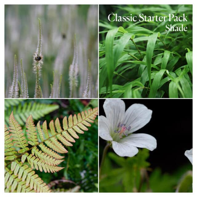 Classic Starter Pack